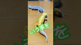 🤫🤫爬虫類 ヒョウモントカゲモドキ レオパードゲッコー leopardgecko shorts [upl. by Etteuqram]