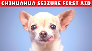 What TO DO If Your Chihuahua Is Having a Seizure 😱 [upl. by Broek]