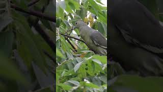 Pinknecked Green Pigeon Swallowing Cherry Whole [upl. by Thorley]