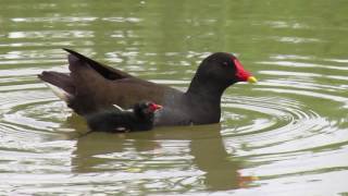 An angry moorhen protecting her chick [upl. by Lien]