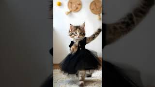 Pretty kitty dance cat dancingcat dancingkitty cutecat kitty [upl. by Hendon]