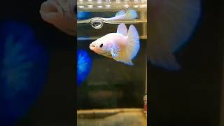 Betta Fish  Rare bettafish bettabreeding shorts fish rarebetta [upl. by Alpheus]