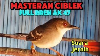 Masteran ciblek full bren ak 47 [upl. by Diane]