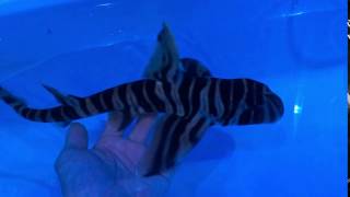 Heterodontus zebra Zebra bullhead shark [upl. by Suidaht62]