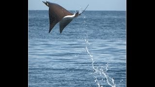 Mantarrayas voladoras [upl. by Nylirad143]