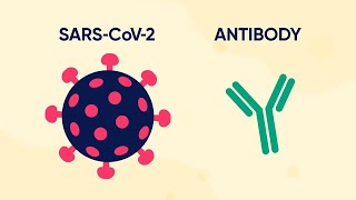 Monoclonal Antibody Therapy for COVID19 What is it and how does it work [upl. by Holland392]