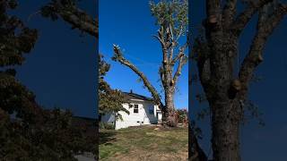 Man Saves His House from Falling Tree shortsvideo [upl. by Strong]