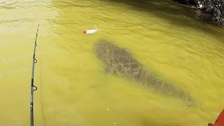 TOPWATER FISHING for INSANE CATFISH [upl. by Neeruam874]