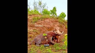 Leopard vs warthog who will be win wildlife leopard warthog [upl. by Aneeles]