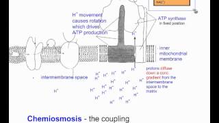 Cellular Respiration Part 6 Chemiosmosis and Summary IB Biology [upl. by Cairistiona]