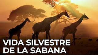 El Mundo Salvaje La Sabana Africana  Free Documentary Nature  Español [upl. by Naletak]