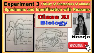 study Animal SpecimensIdentification with reasonsExperiment 3class11biologywith Pencil sketches [upl. by Pet]