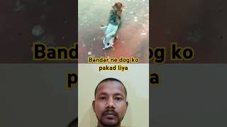 Bander me dog ko pakad liya funny monkey dog viralvideo comedy trending comedyvideo newvideo [upl. by Py]