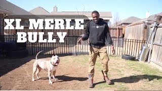 2 Year Old XL Merle Bully Training Session [upl. by Crissy]