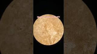 Urine Examination microscopically viralvideo science shorts shortvideo [upl. by Florinda448]