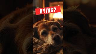 Signs That Your Dog Is Dying [upl. by Kancler]