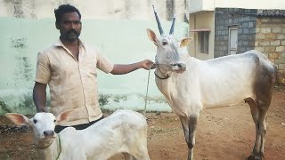 Very excellent Hallikar cow and calf of MrNagaraj in Manganahalli villageBlr North [upl. by Pryce81]