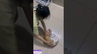 Kungfu vs Tornado Cat cat cute funnyanimals funnypets [upl. by Woodie]