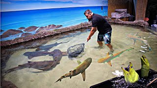 SAVING SHARKS From a Closed Down Aquarium [upl. by Fisk]