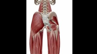 ANATOMIE FMPM MYOLOGIE DE LA HANCHE [upl. by Asp712]