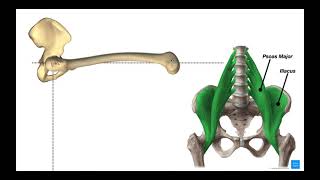 Hip Flexors  Rectus Femoris amp Iliopsoas Psoas Major amp Iliacus [upl. by Jaclyn628]