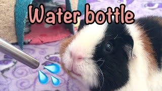 The water bottle for guinea pigs  Information and tip [upl. by Hairahs]