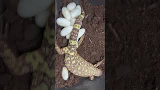 Heloderma h exasperatum egg laying [upl. by Einaffit]