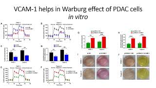 VCAM1 modulates Warburg effect of PDAC cells in vitro Code 668 [upl. by Nnyleuqaj]