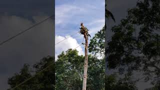 Intelligent coconut tree cutting [upl. by Haeluj]