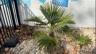 Rehoboth Beach Lewes Delaware Palm Trees Fall 2024 [upl. by Enaillil19]