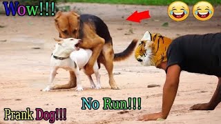 Ultimate Funny Cats and Dogs😻🐶Funniest Animals😂Part 10Funnyanimalsvideo2024 NewFunyVideo2024 [upl. by Spohr]