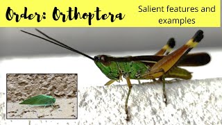 Order Orthoptera  Salient features and examples [upl. by Napra27]