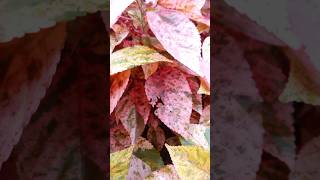 Acalypha plant  एकलीफा का पौधा  nature beautiful plant horticulture agriculture song [upl. by Ivah]