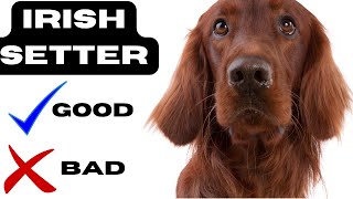 Irish setter Top 10 Facts  Pros and Cons you must know [upl. by Vernita]