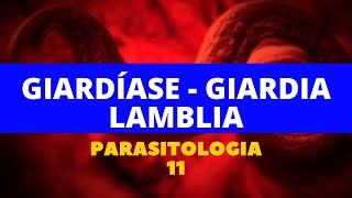 GIARDÍASE  GIARDIA LAMBLIA  PARASITOLOGIA 11 [upl. by Naxor]