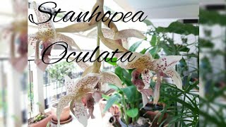 Stanhopea oculata flowers openingSeptember 2017 [upl. by Lladnew]