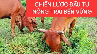 HÃY THAM LAM KHI GIÁ CẢ ĐANG XUỐNG  BẮT ĐÁY  BA ĐIỀU TIÊN QUYẾT ĐỂ FARM NUÔI BÒ SINH SẢN [upl. by Hallee]