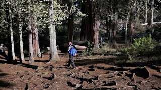 HOSMER GROVE Campground amp TRAIL Maui HAWAII 4K [upl. by Sueddaht]