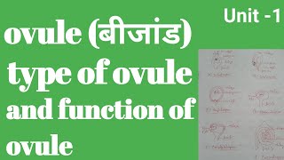 ovule and their types।। function of ovule ।। bsc fourth semester botany in Hindi [upl. by Creath567]