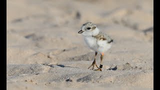 Endangered bird nesting spot threatens to harm communitys economy [upl. by Ahsek]