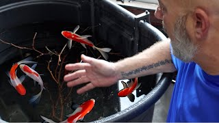 I Set Up A CHEAP Indoor Goldfish Pond [upl. by Reffinej]