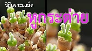 วิธีเพาะเมล็ด พีชอวบน้ำ หูกระต่าย [upl. by Hourigan]