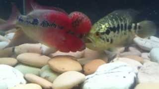 SRD Flowerhorn Vs Jaguar Cichlid [upl. by Louanne156]