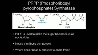 PRPP Synthetase Function [upl. by Anya]