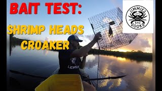 Blue Crab Bait Test Croaker and Shrimp Heads HOW DID THEY DO [upl. by Neehsas505]