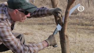 Ask an Arborist The ABCs of Pruning [upl. by Adalie124]