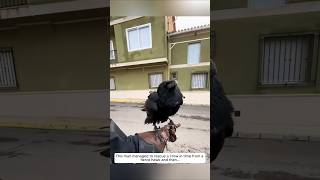 This man managed to rescue a crow in time from a fierce hawk and then animalshorts [upl. by Alenson]