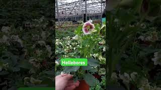 Hemerocallis Hellebores and Liriope liriope horticulture hemerocallis hellebores shortvideo [upl. by Meuse745]