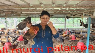 sonali murgi palan sonali murgi palan paddhati  how to make sonali murgi farm [upl. by Liscomb10]