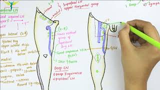 Lymphatic Drainage of Lower Limb  Anatomy [upl. by Schechinger]